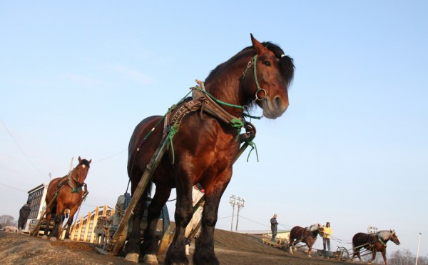 世界的に唯一の形態である「ばんえい競馬」を支えませんか